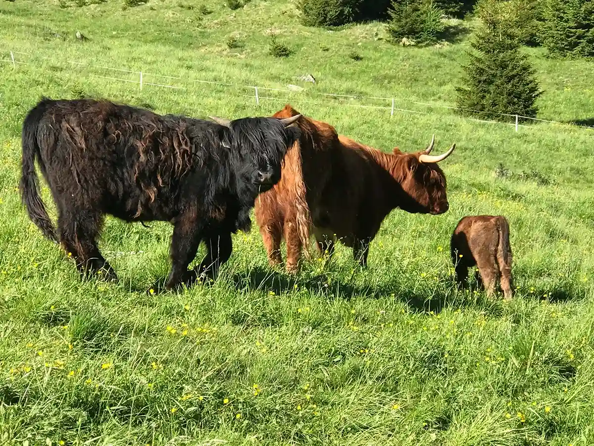 Lungau im Sommer