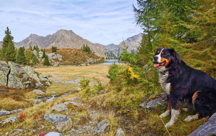Urlaub mit dem Hund