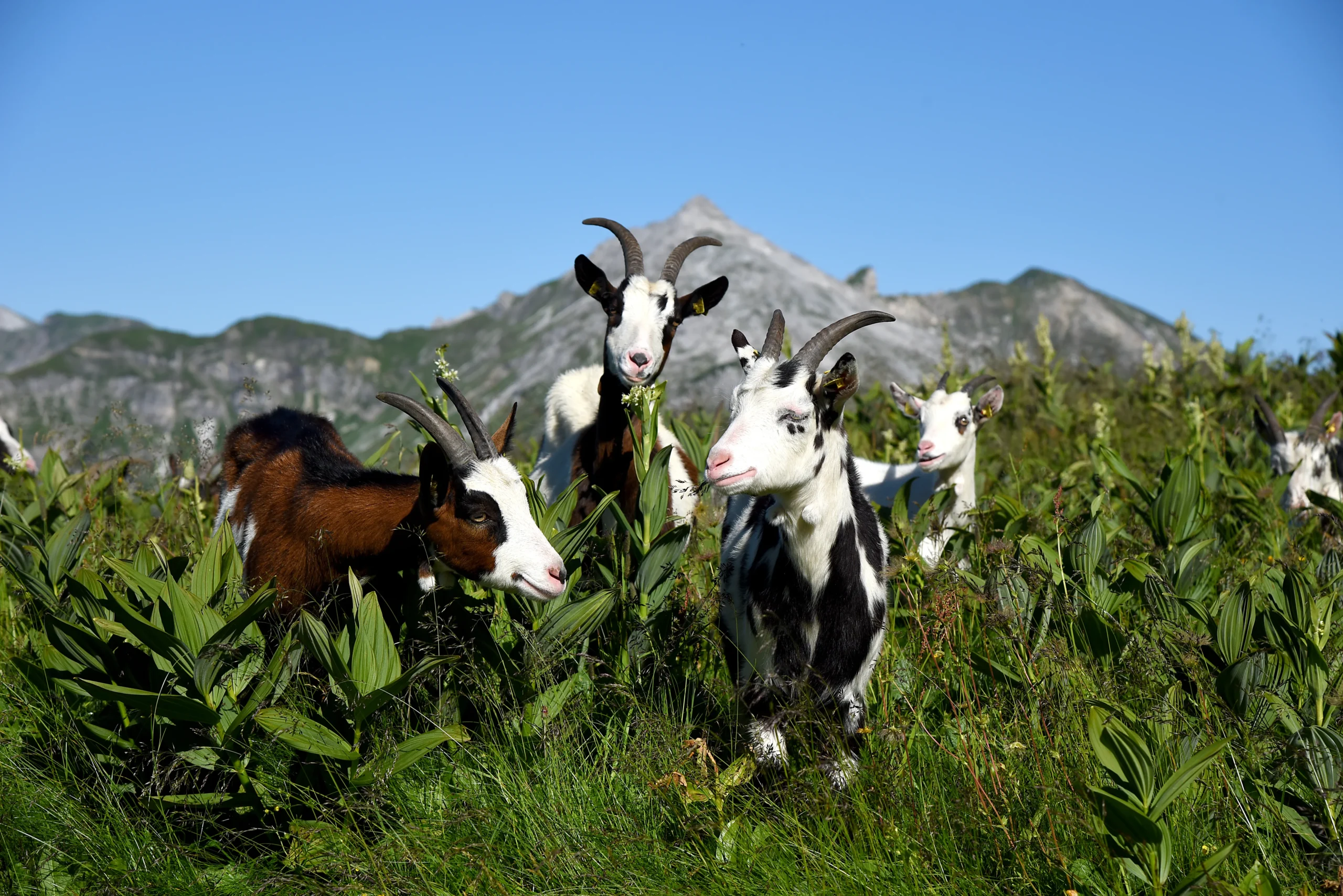 Ziegen im Weißpriachtal